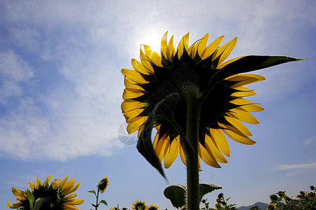 向日向背景花园宏观天空种植植物学场景太阳风光场地图片