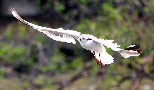 飞行海鸥行动宠物羽毛动物海滩野外动物海鸟翅膀动作鸟群图片