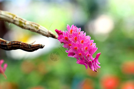 鲜花花园植物学农业天空草地花瓣奢华花卉种植宏观图片