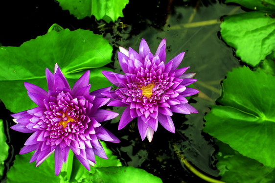 莲花花风光植物学生长阳光花头花瓣奢华天空草地公园图片