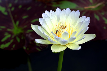 莲花花农业叶子植物学宏观奢华花园天空快乐公园生长图片