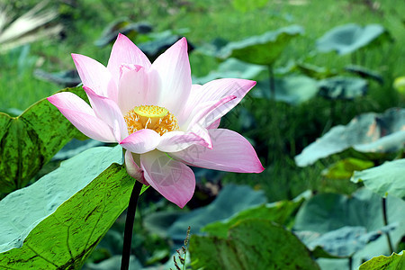 莲花花天空宏观阳光田园草地背景奢华花卉花瓣太阳图片