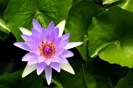 莲花花快乐场景太阳花束植物学花瓣天空阳光种植场地图片