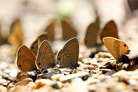 蝴蝶森林翅膀叶子生物学阳光植物学野生动物宏观飞行鳞翅目图片