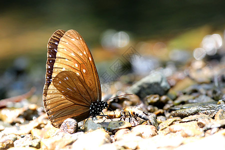 蝴蝶场景天空学家漏洞翅膀野外动物飞行太阳生物学野生动物图片