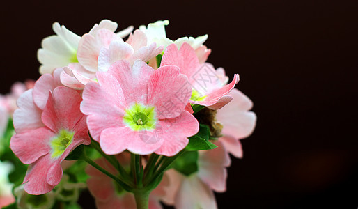 鲜花种植图案热带花卉风光快乐花束叶子场地阳光图片