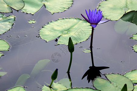 莲花花热带场景蓝色植物学花瓣池塘液体色彩叶子花朵图片
