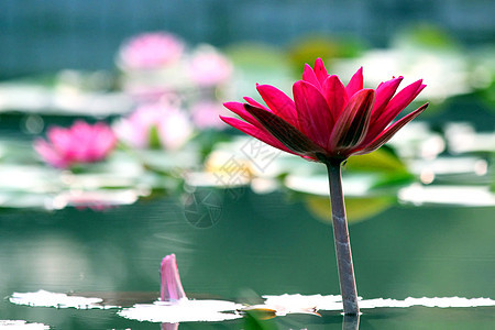 莲花花植物热带水生植物花瓣宏观色彩场景紫色叶子荷花图片