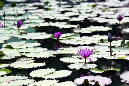 莲花花气候荷花水生植物绿色液体色彩池塘场景花瓣花卉图片