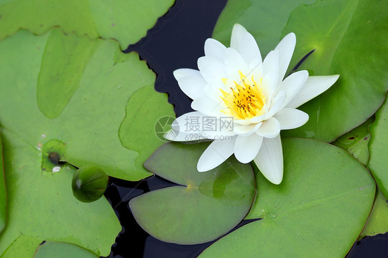 莲花花植物学宏观气候热带花朵荷花花瓣场景水生植物色彩图片