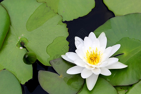 莲花花植物热带叶子植物学白色液体绿色宏观色彩气候图片