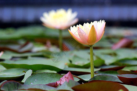 莲花花荷叶宏观花头液体粉色植物学色彩绿色场景植物图片