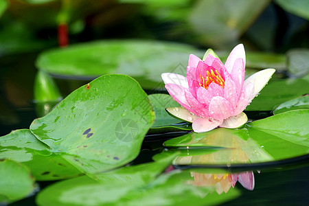 莲花花叶子花瓣植物花卉花朵水生植物粉色色彩池塘花头图片