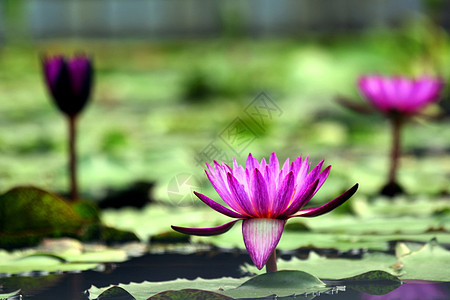 紫莲花花花朵宏观池塘气候场景叶子荷花热带植物学液体图片