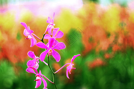 兰花植物学花束橙子花园生长紫色花卉农业背景花瓣图片