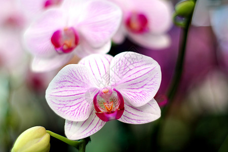 兰花花卉紫色花束花瓣宏观植物学石斛植物生长背景图片
