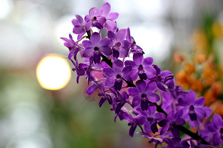兰花生长种植枝条叶子花头热带橙子背景花瓣紫色图片