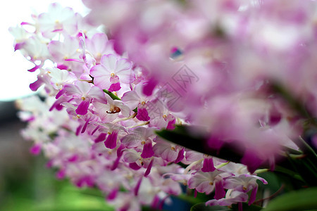 兰花花瓣种植花头橙子生长叶子热带农业背景石斛图片