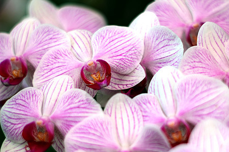 兰花背景花束石斛热带种植生长宏观农业枝条紫色图片