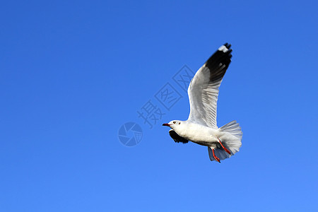 飞行海鸥天空海岸线鸟群野外动物水鸟动作自由海鸟翅膀行动图片