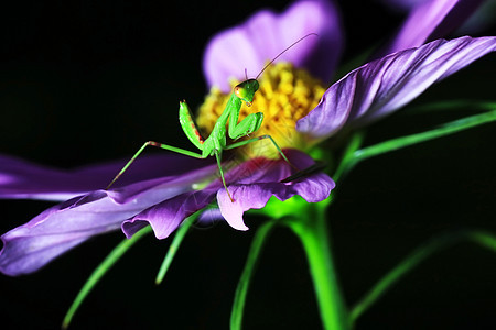 草天线行动昆虫叶子害虫野生动物宏观漏洞森林蚂蚱图片