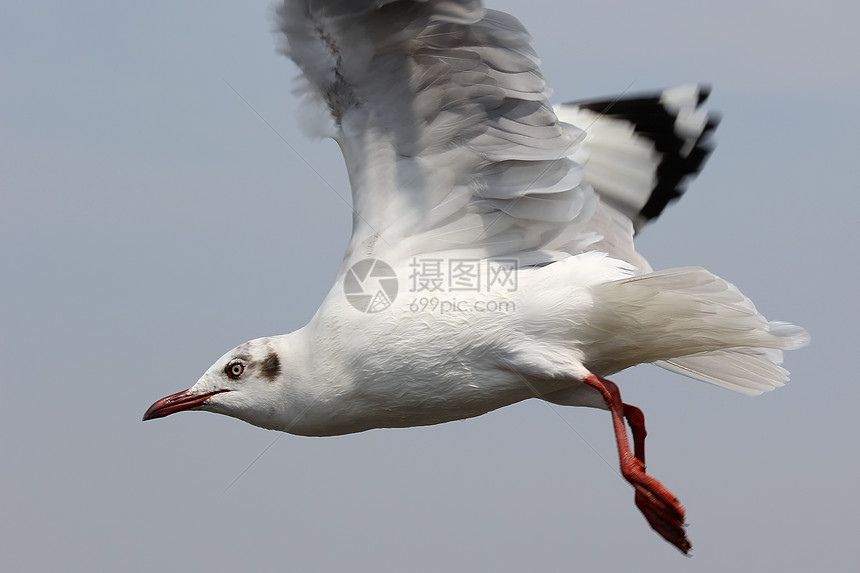 飞行海鸥荒野翅膀白色动物象征羽毛海鸟野生动物自由天空图片