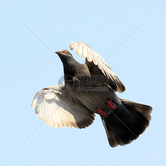 飞鸽自由野生动物宠物海鸟白色水鸟荒野动物象征行动图片