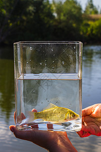 在湖底的玻璃罐中的小鱼钓鱼摄影玻璃环境授权宠物阳光鲤鱼鲫鱼生活图片