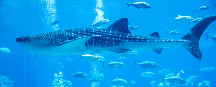 在水族馆游泳的鲸鱼鲨鱼 与观察者潜水手表旅游蓝色海洋野生动物潜水员剧院动物群相机图片