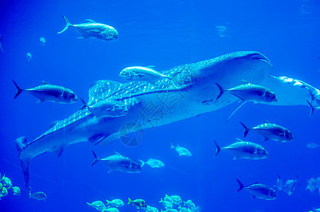 在水族馆游泳的鲸鱼鲨鱼 与观察者潜水员蓝色旅游海洋潜水野生动物手表动物群相机旅行图片