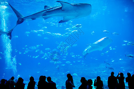 在水族馆游泳的鲸鱼鲨鱼 与观察者潜水员动物群旅行相机手表旅游海洋潜水蓝色野生动物图片