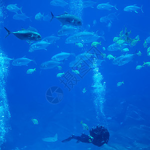 海底潜水员 有鱼类在海洋中探索图片