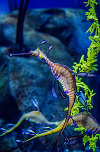 金鱼 看起来像海草海洋生物海龙杂草多样性生活海马栖息地水族馆图片