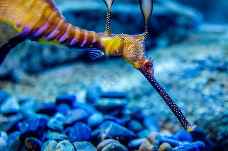 金鱼 看起来像海草生物栖息地多样性海龙水族馆海马海洋生活杂草图片