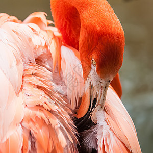 春天在动物园的粉红火烈鸟野生动物荒野风景饲料瀑布池塘羽毛食物热带水禽图片