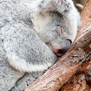 可爱的考拉熊睡在树上午睡野生动物丛林鼻子婴儿睡眠桉树母亲木头动物园毛皮图片