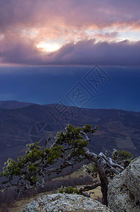 山里的松树背景是克里米亚的Demerdji顶峰岩石生长天空季节木头蓝色风景公园日落图片