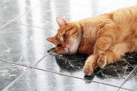 可爱的猫在地板上耳朵鼻子说谎猫科动物小胡子大理石眼睛房子毛皮宠物图片