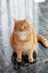 可爱的猫在地板上小猫毛皮动物鼻子小胡子眼睛耳朵橙子房子爪子图片