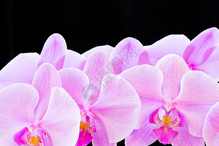 兰花植物情调异国花瓣紫色植物学图片