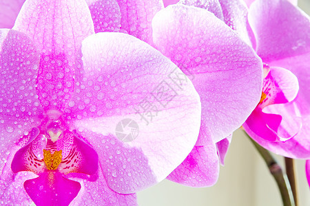 兰花花瓣植物学植物紫色情调异国图片