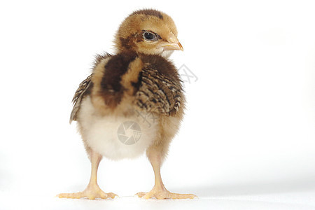 白色背景的可爱小鸡鸡宝宝工作室生物新生居住翅膀农场生长毛皮婴儿生活图片