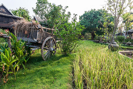 泰国别墅的绿稻田场景国家乡村热带文化旅行房子植物食物谷仓图片