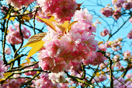 粉红花朵季节性蓝天季节叶子粉色图片