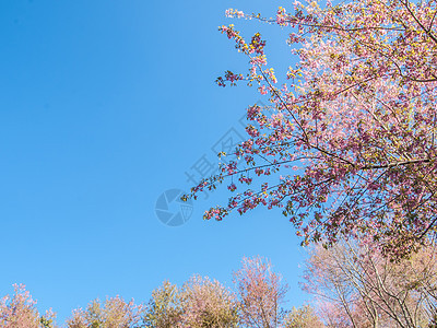 粉红樱花 蓝天空背景图片