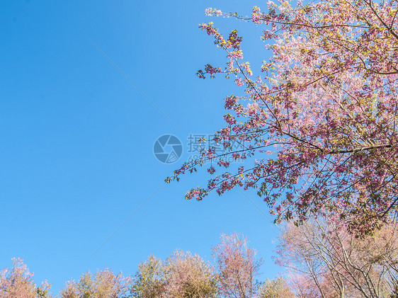 粉红樱花 蓝天空背景图片