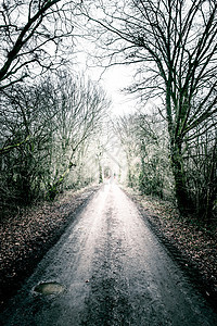 穿越森林的漫长泥土漫漫的道路图片