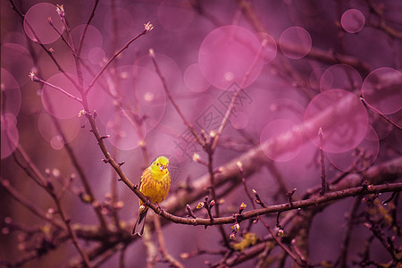 黄色锤子在紫色的振动下 在树枝上喷射图片