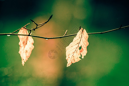 绿背景的秋树叶背景图片