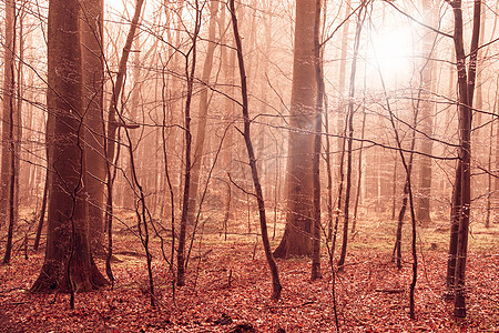 色彩温暖的迷雾森林叶子图片